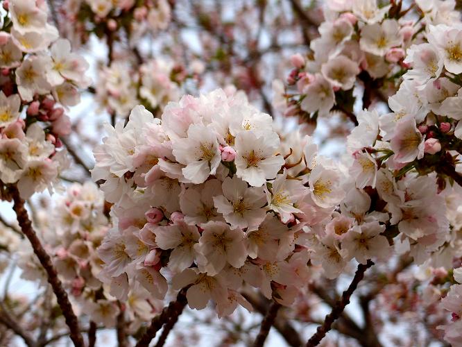 31　今が満開の桜.JPG