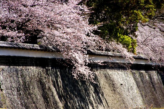 お堀の桜.JPG