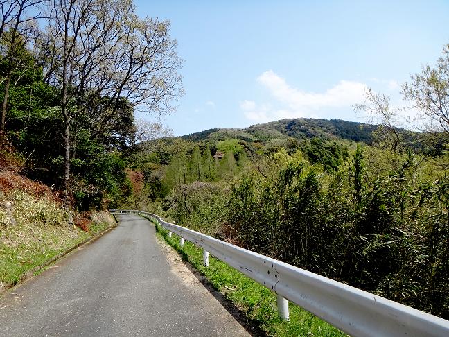 新緑の山道.JPG