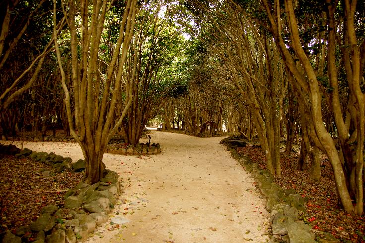 椿の森の遊歩道.JPG