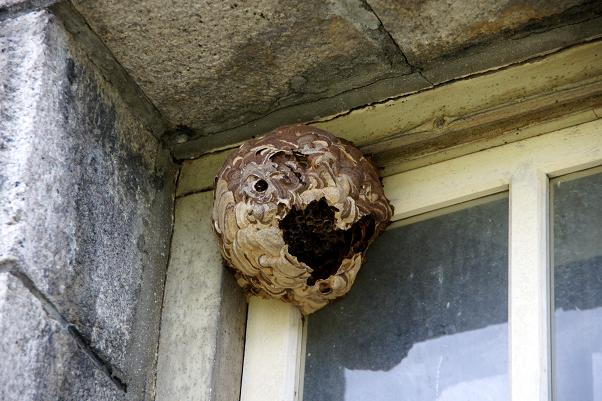 窓枠にはスズメバチの巣.JPG