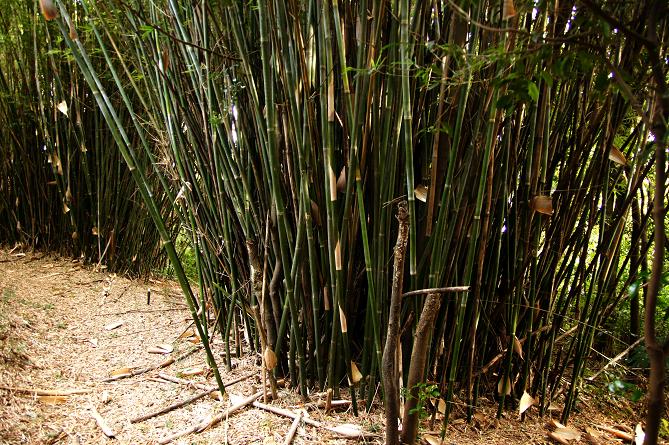 竹の束.JPG