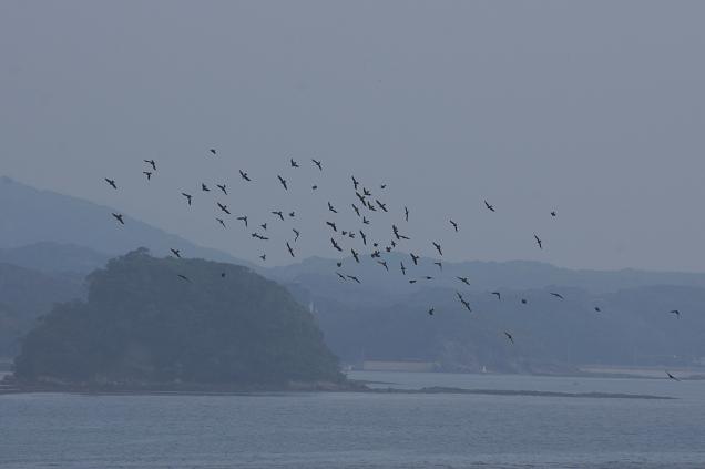 角島にもヒヨに群れがいました.JPG